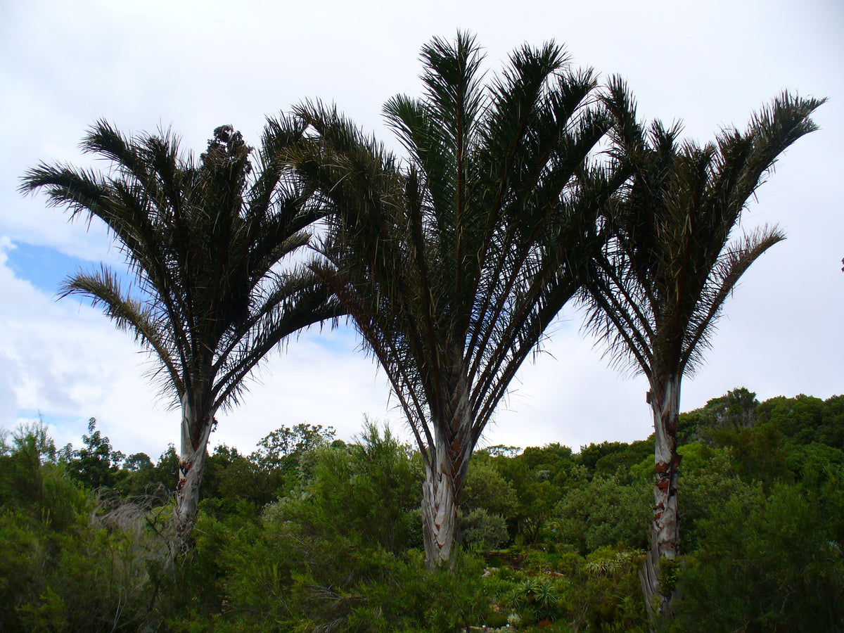 Do you know raffia ? – Contre Allée