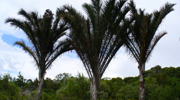 Do you know raffia ?